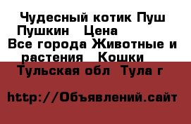 Чудесный котик Пуш-Пушкин › Цена ­ 1 200 - Все города Животные и растения » Кошки   . Тульская обл.,Тула г.